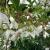 Styrax - Japanese Snowbell

Light: Sun/Part Shade
Zone: 5
Size: 20'X20'
Bloom Time:  June
Color: White
Soil: Well-Drained, Moist, Acid