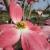 Dogwood - Stellar Pink

Light: Sun/Part Shade
Zone: 5
Size: 20'X18'
Bloom Time: May
Color: Pink
Soil: Well-Drained, Moist, Acid