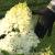 Hydrangea - Phantom Treeform 

Light: Sun/Part Shade 
Zone: 4
Size: 10'X10'
Bloom Time: July
Color: White to Pink
Soil: Well-Drained, Moist, Humus Rich