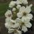 Pear - Red Spire

Light: Sun
Zone: 4
Size: 50'X35'
Bloom Time: May
Color: White
Soil: Rich, Well-Drained
