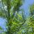 Baldcypress - Shawnee Brave 

Light: Sun
Zone: 4
Size: 50' x 18'
Soil: Well-Drained 

