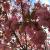 Cherry - Kwanzan

Light: Sun
Zone: 5
Size:  50' X 40'
Bloom Time: April/May
Color: Double Pink
Soil: Well-Drained
