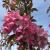 Crabapple - Cardinal 

Light: Sun
Zone: 2
Size:  20' X 15'
Bloom Time: April
Color: Reddish Pink
Soil: Well-Drained, Moist
