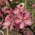 Crabapple - Robinson 

Light: Sun
Zone: 4
Size:  25' X 25'
Bloom Time: April/May
Color: Pink
Soil: Well-Drained, Moist

