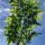 Hackberry 

Light: Sun/Part Shade
Zone: 2
Size: 40-60'
Soil: Well-Drained
