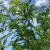 Honeylocust - Skyline 

Light: Sun
Zone: 4
Size: 35' X 45'
Soil: Tolerant
