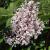 Lilac - Miss Kim Treeform 

Light: Sun
Zone: 3
Size: 6'8
Bloom Time: May/June
Color: Pink
Soil: Well-Drained
