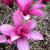 Magnolia - Jane 

Light: Sun/Part Shade
Zone: 5
Size:  18'
Bloom Time: April/May
Color: Reddish Purple
Soil: Moist, Acid, Humus Rich
