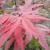 Maple - Japanese Bloodgood

Light: Sun/Part Shade
Zone: 5
Size: 25'
Soil: Well-Drained
