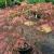 Maple - Japanese Crimson Queen

Light: Sun/Part Shade
Zone: 5
Size: 10' X 12'
Soil: Well-Drained, Moist
