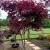 Maple - Japanese Emperor 1

Light: Sun/Part Shade
Zone: 4
Size: 25'
Soil: Well-Drained, Moist
