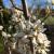 Serviceberry - Downy

Light: Sun/Part Shade
Zone: 4
Size:  25' X 15'
Bloom Time: April
Color: White
Soil: Well-Drained
