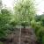 Willow - Japanese Hakuro Nishiki Treeform

Light: Sun
Zone: 4
Size: 8'
Soil: Moist, Tolerates Wet
