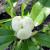 Magnolia - Sweet Bay

Light: Sun/Part Shade
Zone: 5
Size: 10-20'
Bloom Time: May
Color: White
Soil: Moist, Acid, Humus Rich