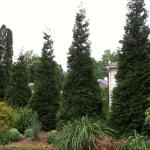 Arborvitae - Green Giant

Light: Sun
Zone: 5
Size: 30'X15'
Soil: Well-Drained, Moist