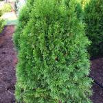 Arborvitae - Emerald Green

Light: Sun
Zone: 2
Size: 15'X4'
Soil: Well-Drained, Moist