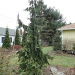 Cedar - Weeping Alaskan

Light: Sun
Zone: 4
Size: 30'X30'
Soil: Well-Drained, Moist, Sandy