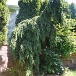 Spruce - Norway Weeping

Light: Sun
Zone: 2
Size: 5'X2'
Soil: Well-Drained