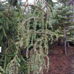 Cedar - Blue Atlas Weeping Serpentine

Light: Sun/Part Shade
Zone: 6
Size: 60'X50' (Can be maintained smaller)
Soil: Well-Drained, Moist, Acid, Sandy