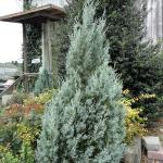 Juniper - Witchita Blue

Light: Sun
Zone: 3
Size: 18'
Soil: Well-Drained, Alkaline