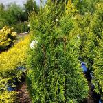 Arborvitae - Fairy Lights 

Light: Sun
Zone: 3
Size: 10-12' X 3-4'
Soil: Well-Drained 
