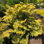 Cypress - Crippsii

Light: Sun
Zone: 4
Size: 30' X 8'
Soil: Well-Drained 

