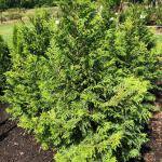 Cypress - Soft Serve

Light: Sun
Zone: 4
Size: 12' X 6'
Soil: Well-Drained 
