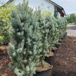 Spruce - Blue Columnar 

Light: Sun
Zone: 3
Size: 15-25' X 3-6'
Soil: Rich, Moist, Soil
