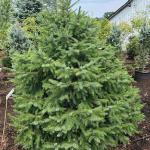 Spruce - Serbian 

Light: Sun
Zone: 4
Size: 60' X 30'
Soil: Well-Drained 
