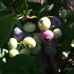 Blueberry - Top Hat