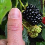 Blackberry - Prime Ark Size