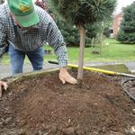 With any leftover soil make a ring around the plant to form a bowl shape that will help to collect water and direct it to the roots of the plant. 