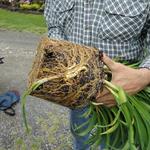 After taking the plant out of the container loosen the roots before placing the plant in the hole so they can begin to grow and spread out. Most plants grown in containers, the roots will start to grow in a circular pattern around the pot making it necessary to loosen the roots by cutting.