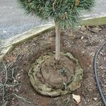 Place the plant in the hole. However, make sure the hole is not too deep. The top of the root ball should only be as deep as it was when in the container. Do not cover it with soil. If planted too deep, the roots can "suffocate", causing the plant to die.