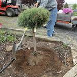 Back fill around the hole about halfway. Press down on the soil around the root ball as the hole is being filled to make sure there are no air pockets around the roots while keeping the plant straight.