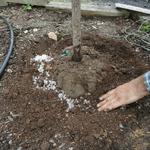 After filling the hole halfway, a soil amendment such as gel may be used to retain moisture in the soil. 