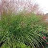 Grass - Maiden

Light: Sun
Zone: 5
Size: 4'
Soil: Moist, Well-Drained