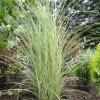 Grass - Maiden Variegated Morning Light

Light: Sun
Zone: 5
Size: 4-6'
Soil: Moist, Well-Drained