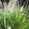 Grass - Fountain Piglet

Light: Sun
Zone: 4
Size: 1.5'X2'
Soil: Moist
