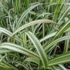 Grass - Japanese Silver Cabaret

Light: Sun
Zone: 5
Size: 6-8' X 3-5'
Soil: Average, Drought Tolerant


