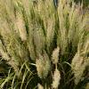 Grass - Feather Reed Korean Feather Fabulous

Light: Sun
Zone: 5
Size: 4'X3'
Soil: Tolerant