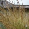 Grass - Feather Reed Avalanche

Light: Sun
Zone: 5
Size: 4-5'
Soil: Tolerant