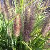 Grass - Fountain Red Head

Light: Sun
Zone: 5
Size: 4-5'
Soil: Moist, Well-Drained