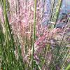 Grass - Pink Muhly

Light: Sun
Zone: 6
Size: 2-3'
Soil: Well-Drained, Drought Tolerant