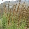 Grass - Feather Reed Karl Forester

Light: Sun
Zone: 5
Size: 5'X3'
Soil: Tolerant