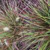 Grass - Fountain Burgundy Bunny

Light: Sun
Zone: 4
Size: 10-12" x 18-24"
Bloom Time: Aug/Oct
Color: Tan
Soil: Moist
