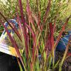 Grass - Japanese Bloodgrass Red Baron

Light: Sun/Part Shade
Zone: 5
Size: 12-18"
Soil: Well-Drained, Moist
