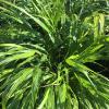 Grass - Japanese Forest Beni Kaze

Light: Part Shade
Zone: 5
Size: 18-24" x 24-36"
Soil: Well-Drained, Moist
