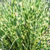 Grass - Gold Bar

Light: Sun
Zone: 5
Size: 4-5'
Soil: Tolerant