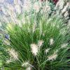 Grass - Fountain Little Bunny

Light: Sun
Zone: 4
Size: 8-12"
Soil: Moist